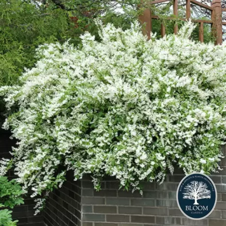 Deutzia Gracilis Noogenrad - Ghiveci 2 l - Înălțime 50 - 60 cm