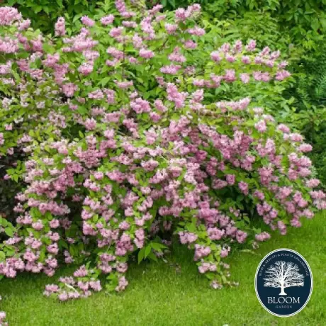 Deutzia Hybrida Strawberry Fields - Ghiveci 2 l - Înălțime 50 - 60 cm