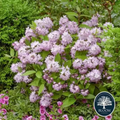 Deutzia Kalmiiflora Vandeputte - Ghiveci 2 l - Înălțime 50 - 60 cm