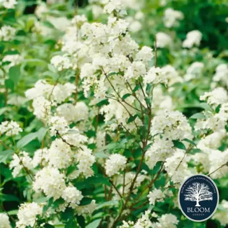 Deutzia Lemoinei Noogenrad - Ghiveci 2 l - Înălțime 50 - 60 cm