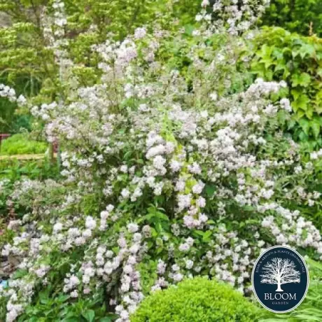 Deutzia Mont Rose Vandeputte - Ghiveci 2 l - Înălțime 50 - 60 cm