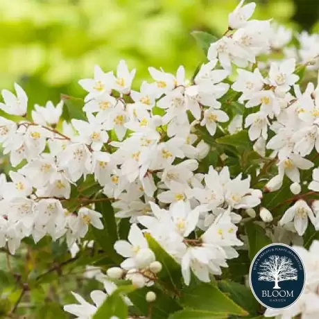 Deutzia Nikko Vandeputte - Ghiveci 2 l - Înălțime 50 - 60 cm