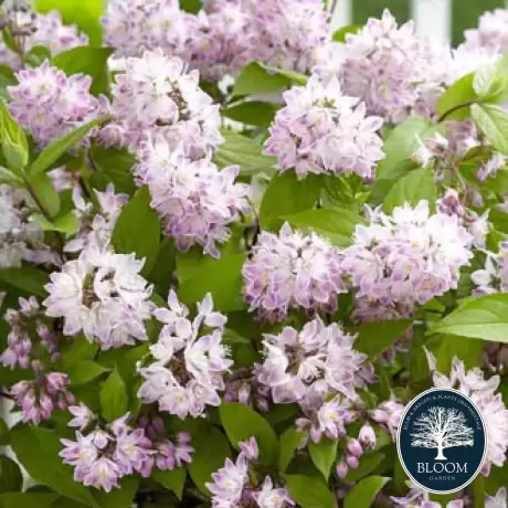 Deutzia Pink Pom Pom - Ghiveci 2 l - Înălțime 50 - 60 cm