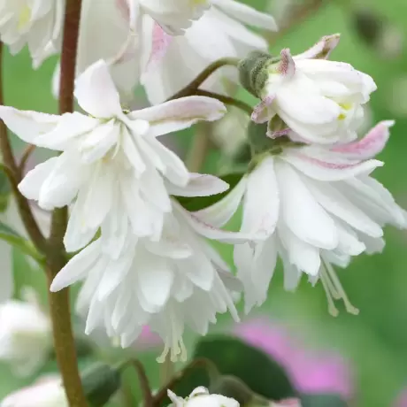 Deutzia -  Pride of Rochester - Ghiveci 2 l - Înălțime 50 - 60 cm