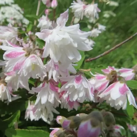 Deutzia -  Pride of Rochester - Ghiveci 2 l - Înălțime 50 - 60 cm