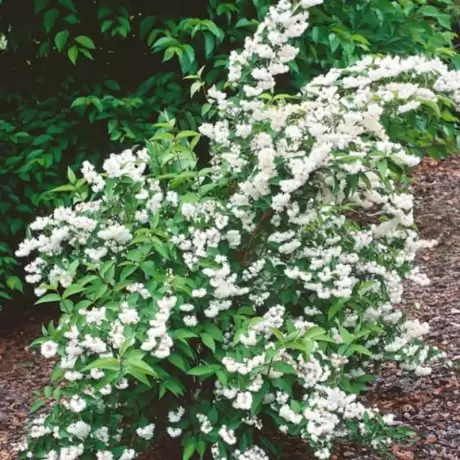 Deutzia -  Pride of Rochester - Ghiveci 2 l - Înălțime 50 - 60 cm