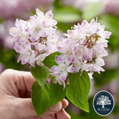 Deutzia Pride Rochester - Ghiveci 2 l - Înălțime 50 - 60 cm