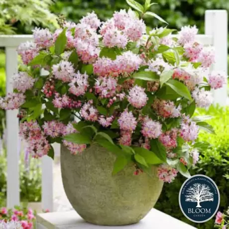 Deutzia Tourbillon Rouge Vandeputte - Ghiveci 2 l - Înălțime 50 - 60 cm