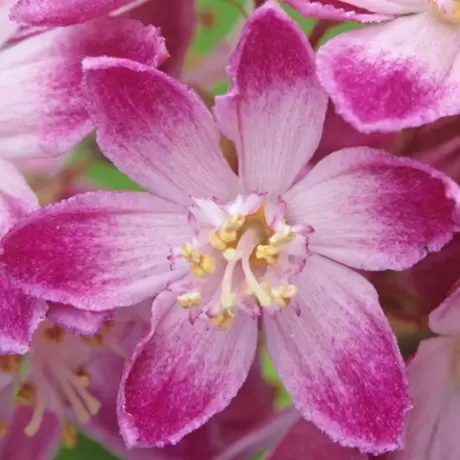 Deutzia - Tourbillon Rouge - Ghiveci 2 l - Înălțime 50 - 60 cm