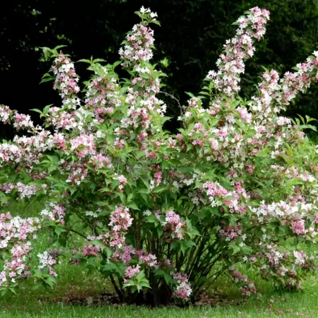 Deutzia - Tourbillon Rouge - Ghiveci 2 l - Înălțime 50 - 60 cm