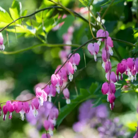 Cerceii Doamnei - Dicentra Spectabilis Violet - Ghiveci 2 l - Inaltime 20 - 30 cm