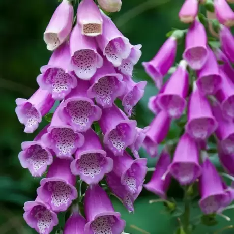 Bulbi de Digitalis (Degetel) Common Fox Glove 