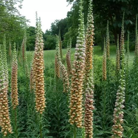 Bulbi de Digitalis (Degetel) Ferruginea Gerlber Herold 