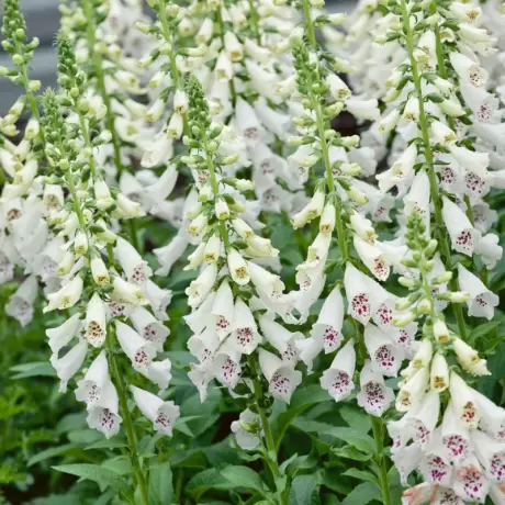 Bulbi de Digitalis (Degetel) Snow Thimble 