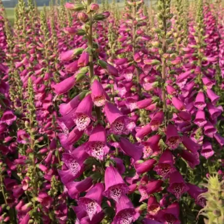 Bulbi de Digitalis (Degetel) Virtuoso Red 