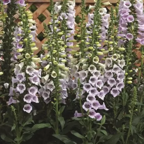 Bulbi de Digitalis (Degetel) Virtuoso Levender 