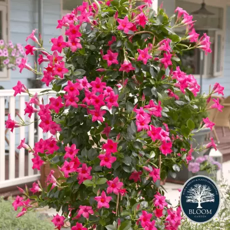 Dipladenia Pink - Ghiveci de 2 l - Inaltime 30 - 40 cm