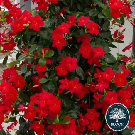 Dipladenia Red - Ghiveci de 2 l - Inaltime 30 - 40 cm