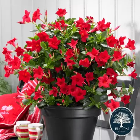 Dipladenia Red - Ghiveci de 2 l - Inaltime 30 - 40 cm