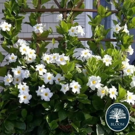 Dipladenia White - Ghiveci de 2 l - Inaltime 30 - 40 cm