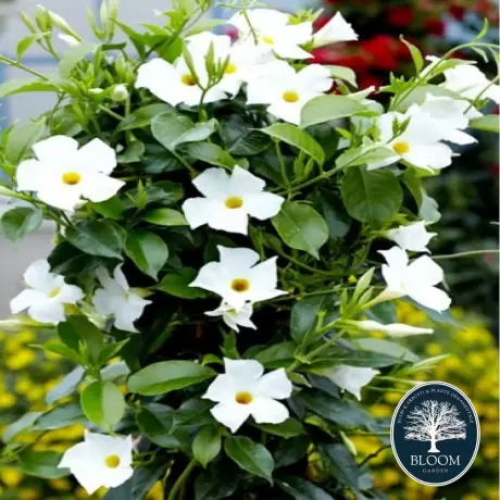 Dipladenia White - Ghiveci de 2 l - Inaltime 30 - 40 cm