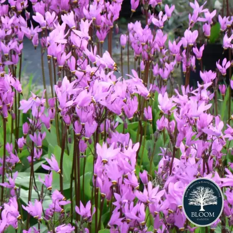 Dodecatheon Jeffreui