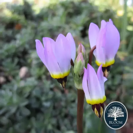 Dodecatheon Pink