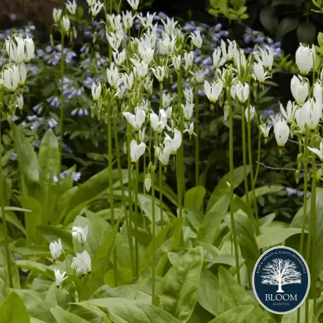 Dodecatheon Shooting Star