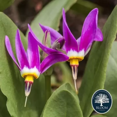 Dodecatheon Shooting Star