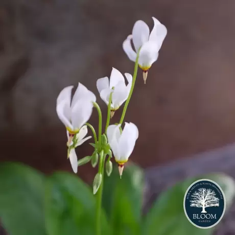 Dodecatheon White