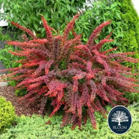 Dracila - Berberis Golden Ring - Ghiveci 3 l - Inaltime 50 - 60 cm