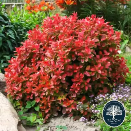 Dracila - Berberis Japoneza Coral - Ghiveci 3 l - Inaltime 50 - 60 cm