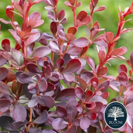 Dracila - Berberis Japoneza Red Lady - Ghiveci 3 l - Inaltime 50 - 60 cm