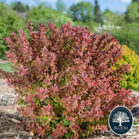 Dracila - Berberis Pink Perfection - Ghiveci 3 l - Inaltime 50 - 60 cm