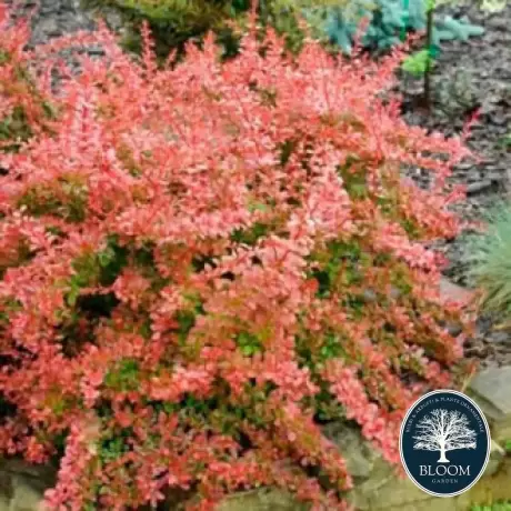 Dracila - Berberis Japoneza Red Carpet - Ghiveci 3 l - Inaltime 50 - 60 cm