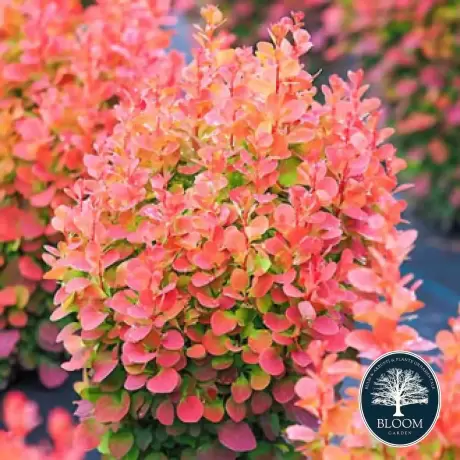 Dracila - Berberis Japoneza Red Chief - Ghiveci 3 l - Inaltime 50 - 60 cm