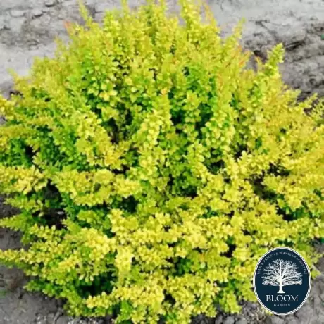 Dracila - Berberis Japoneza Sunsation - Ghiveci 3 l - Inaltime 50 - 60 cm