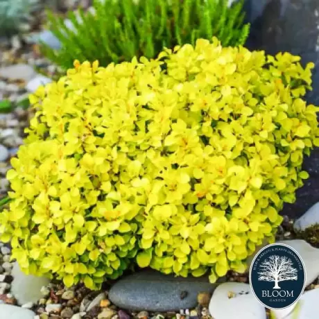 Dracila - Berberis Japoneza Tiny Gold - Ghiveci 3 l - Inaltime 50 - 60 cm