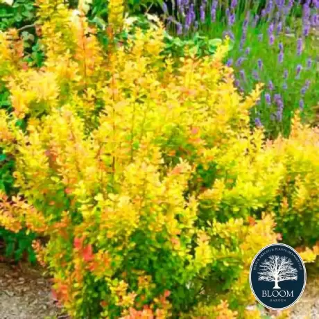 Dracila - Berberis Orange Torch - Ghiveci 3 l - Inaltime 50 - 60 cm