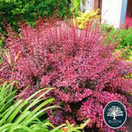 Dracila - Berberis Pink Queen Vandeputte - Ghiveci 3 l - Inaltime 50 - 60 cm