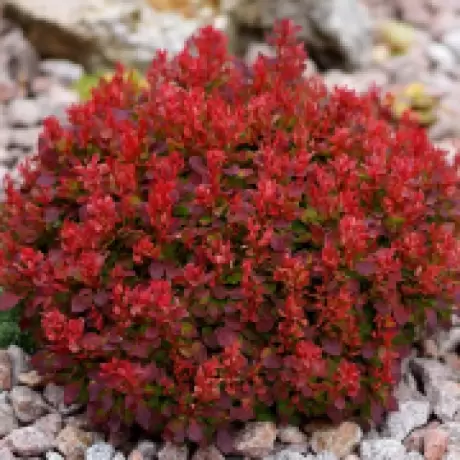 Dracila - Berberis Red Compact - Ghiveci 3 l - Inaltime 50 - 60 cm