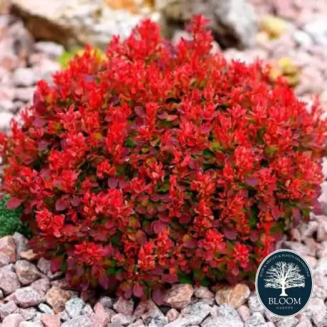 Dracila - Berberis Red Jewel - Ghiveci 3 l - Inaltime 50 - 60 cm