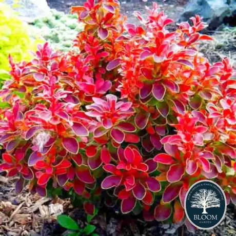 Dracila - Berberis Ruby Star Vromans - Ghiveci 3 l - Inaltime 50 - 60 cm