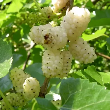 Arbust fructifer - Dud Alb Tip Pom Anul 3 cu Radacina Impachetata