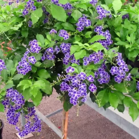 Duranta Erecta - Geischa - Ghiveci 3 l - Inaltime 70 - 80 cm