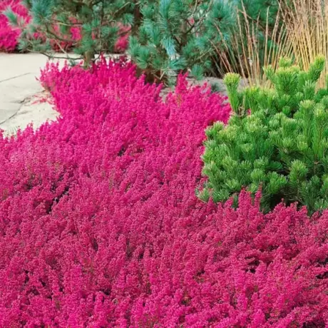 Erica - Gracilis Pink - Ghiveci 2 l - Înălțime 20 - 30 cm