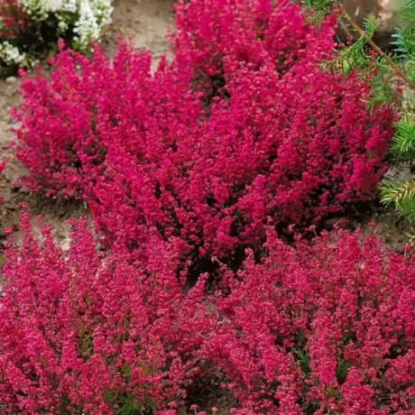 Erica - Gracilis Red - Ghiveci 2 l - Înălțime 20 - 30 cm