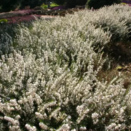 Erica - Gracilis White - Ghiveci 2 l - Înălțime 20 - 30 cm