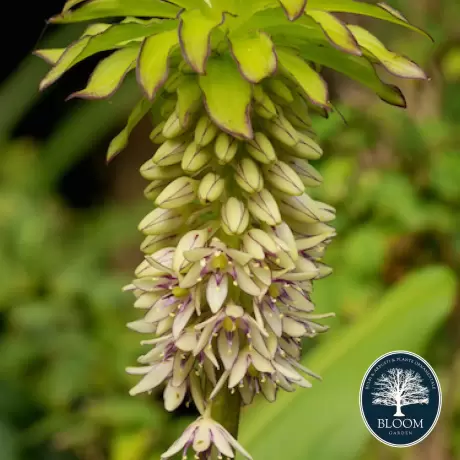 Bulbi de Eucomis Bicolor