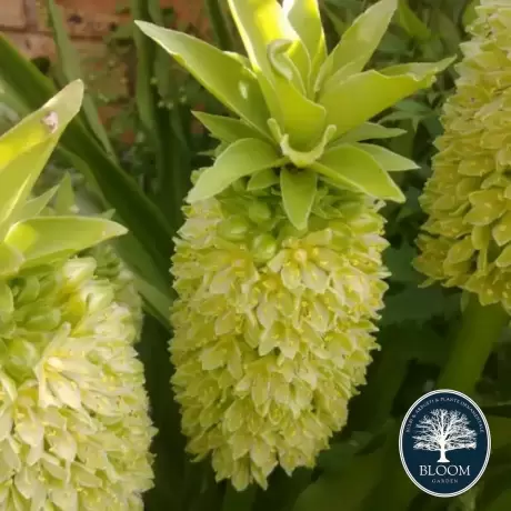 Bulbi de Eucomis Pineapple Lily